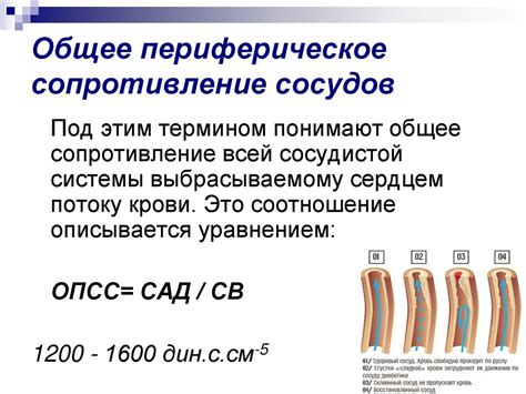 Периферическое сосудистое сопротивление: общая информация