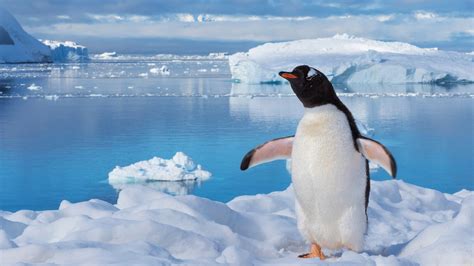 Пингвин мужчина: происхождение и значение выражения