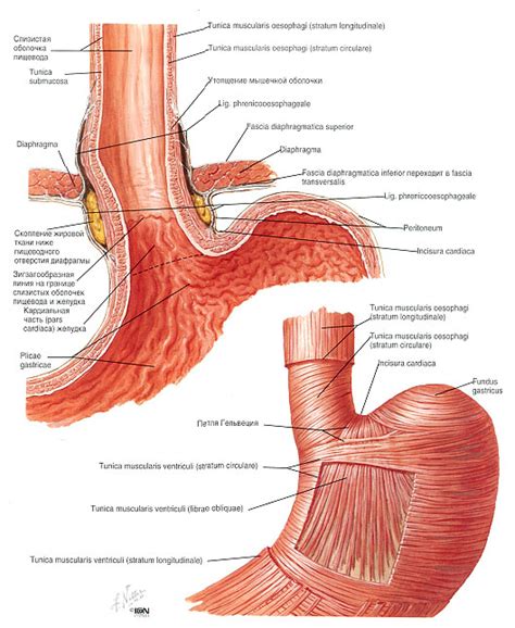 Пищевод z линия: понятие и причины