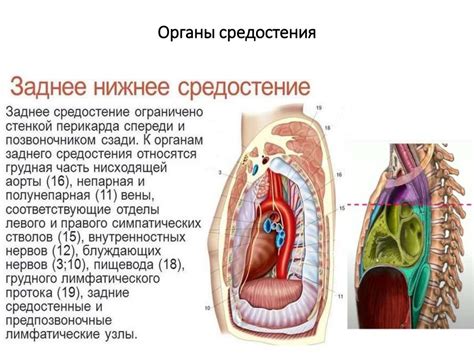 Понятие смещения средостения