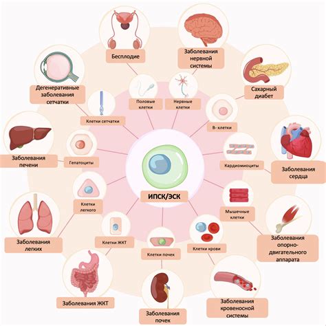 Практическое применение Никархо в современной медицине