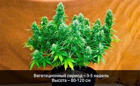 Преимущества выращивания триплоидных сортов