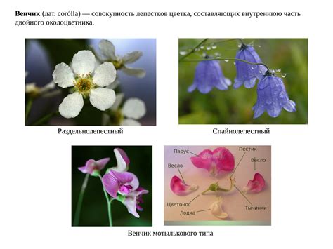 Примеры редуцированных околоцветников