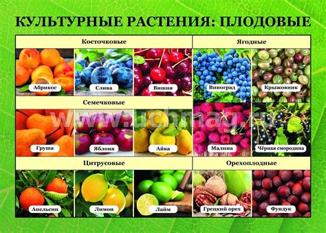Примеры триплоидных сортов