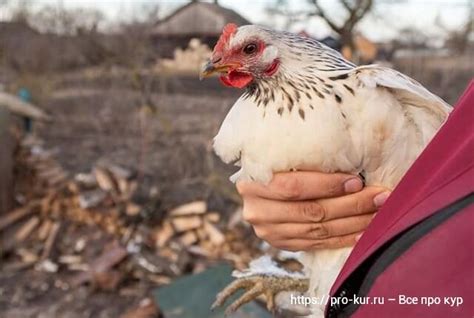 Причины подброса дохлой курицы