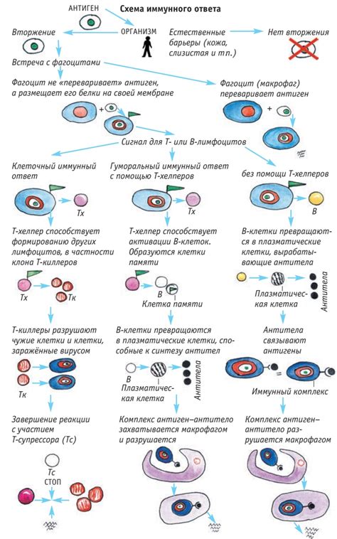 Происхождение клеточного детрита