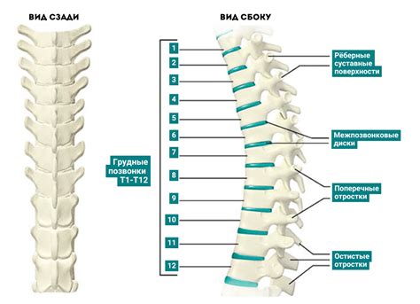 Профилактика дегенеративно-дистрофических изменений грудного отдела позвоночника