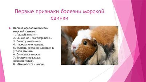 Психологические аспекты зевания у морской свинки