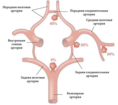 Разводящиеся и сходящиеся формы Виллизиева круга