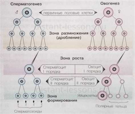 Размножение: гарантия продолжения жизни
