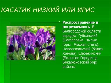 Распространение и встречаемость