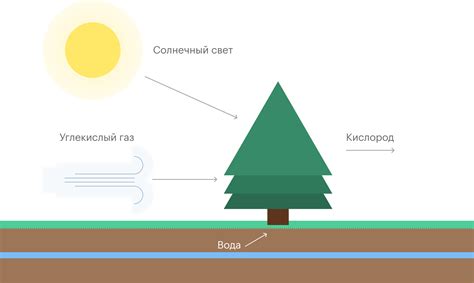 Растения как источник кислорода