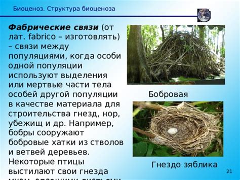 Растения как источник материалов для постройки гнезд и нор