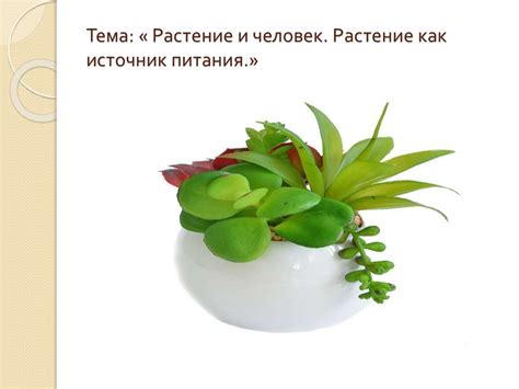 Растения как источник питания