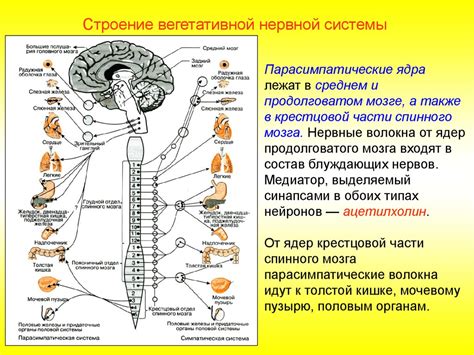 Реакция нервной системы