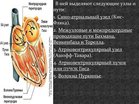 Регуляция периферического сосудистого сопротивления: механизмы