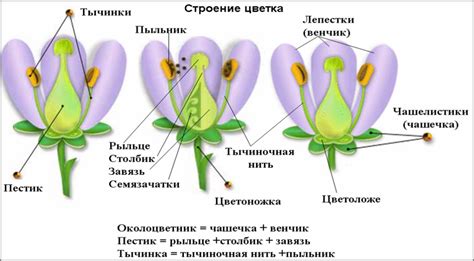Редуцированный околоцветник: особенности и значения