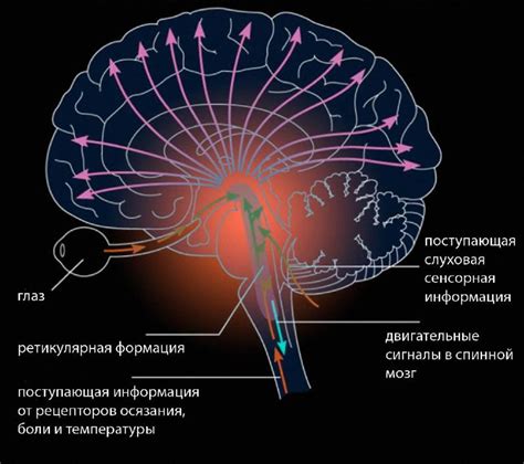 Ретикулярно-активирующая система