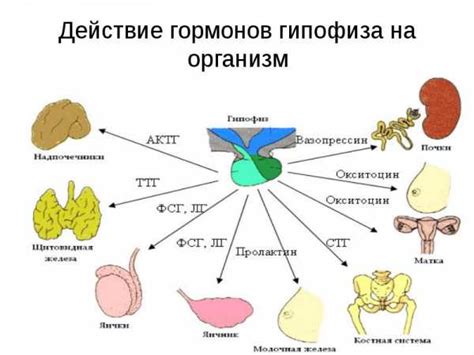 Роль гормонов в расширении