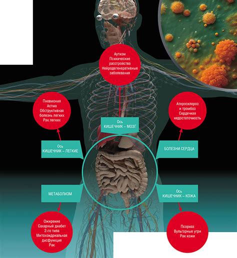 Роль сапрофитической микробиоты в организме человека