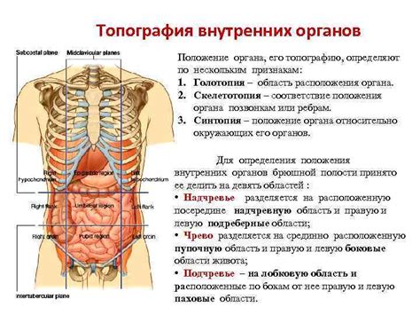 Роль треугольников талии в анатомии