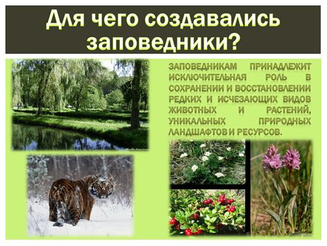 Роль экологии в сохранении природных ресурсов