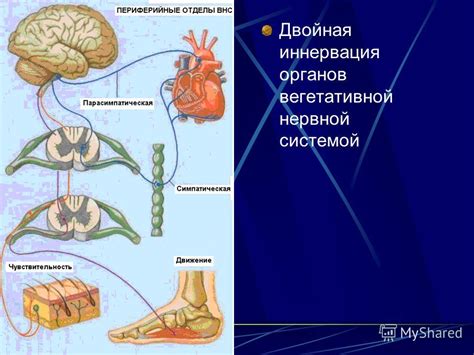 Связь щекотания пяток с нервной системой: