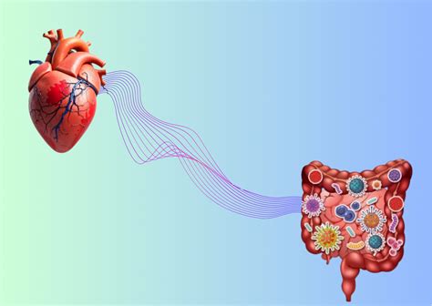 Связь salt boost с сердечно-сосудистыми заболеваниями