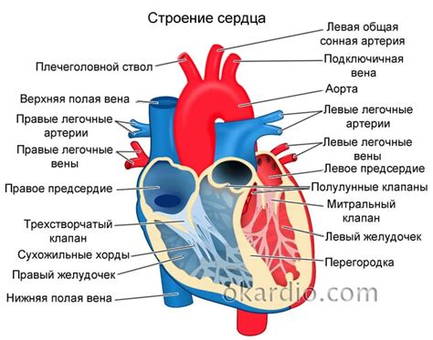 Симптомы удлиненной дуги левого желудочка