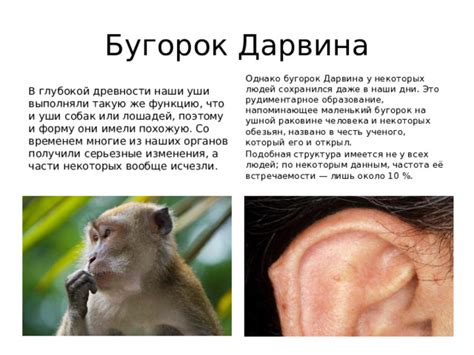 Случаи встречаемости у людей