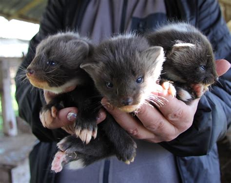 Соболь тортора: виды окраса