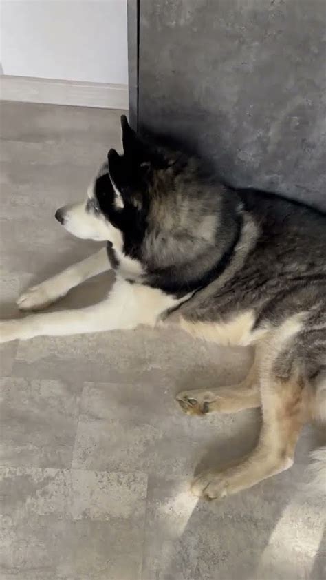 Согласие, но с неохотой