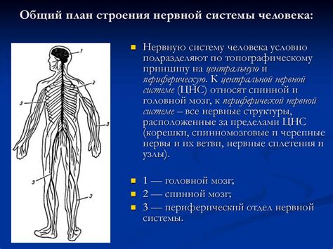 Структура лестничного типа нервной системы