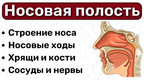 Трение носа как показатель лжи
