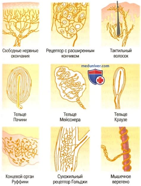 Трение пальцев и сенсорные рецепторы