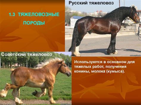 Физические особенности лошадей "тухлодыров"