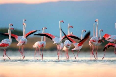 Фламинго и его связь с природой и экологией