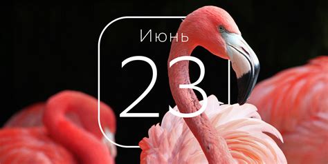 Фламинго как символ любви и страсти