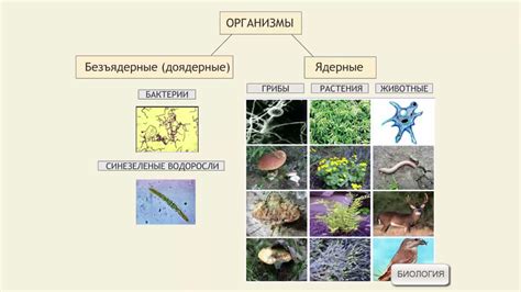 Функции безъядерных чешуйок