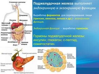 Функция при поедании пищи
