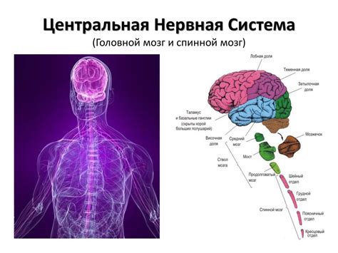 Центральные нервные системы