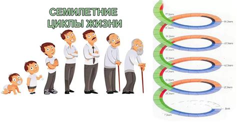 Циклы жизни