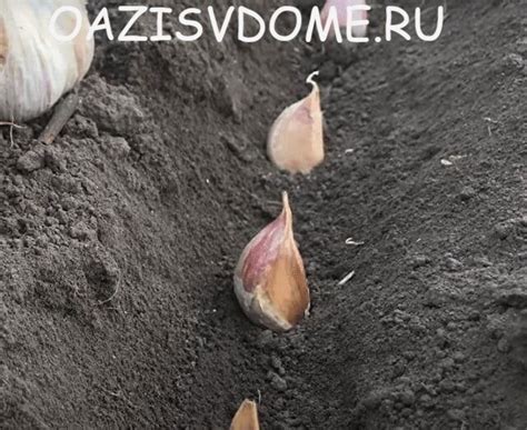 Чеснок под кроватью: смысл и причины этого явления