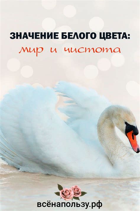 Чистота и нежность: символическое значение белого цвета