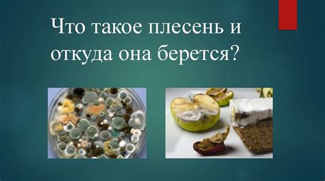 Что такое "плесень" и как она связана с хайпом