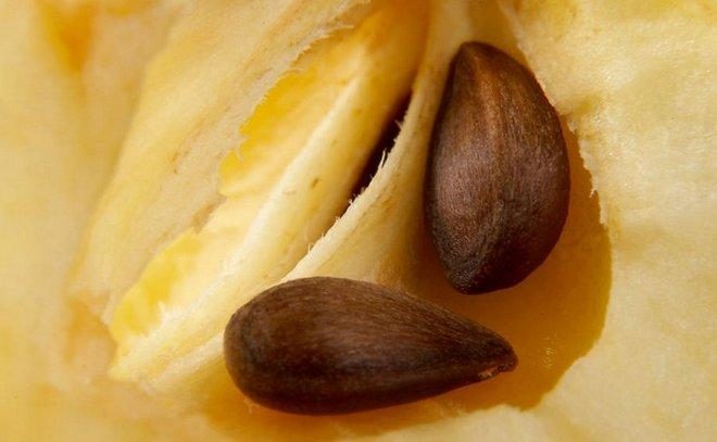 Семечки яблока