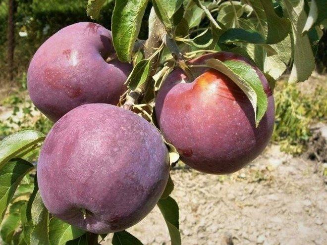 Вильямс Прайд