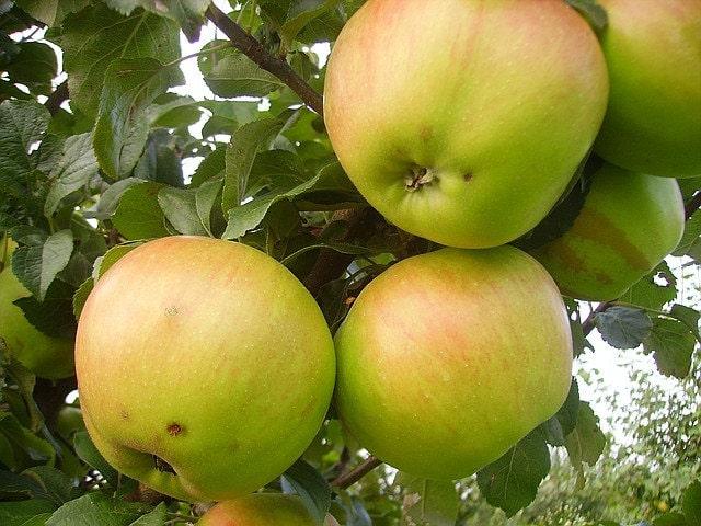 Яблоня Вербное