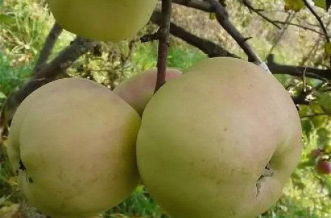 Яблоня Куйбышевское