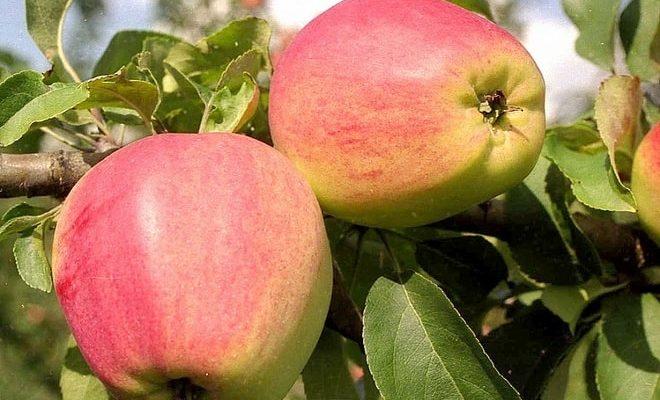Яблоня Кандиль Орловский